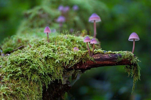 Cogumelos (fungos) nascem de tronco de árvore.