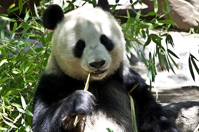 Panda comendo bambu.
