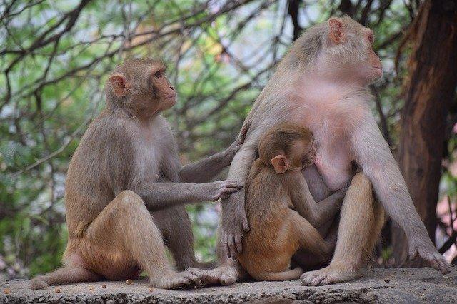 Familia de primatas na natureza.