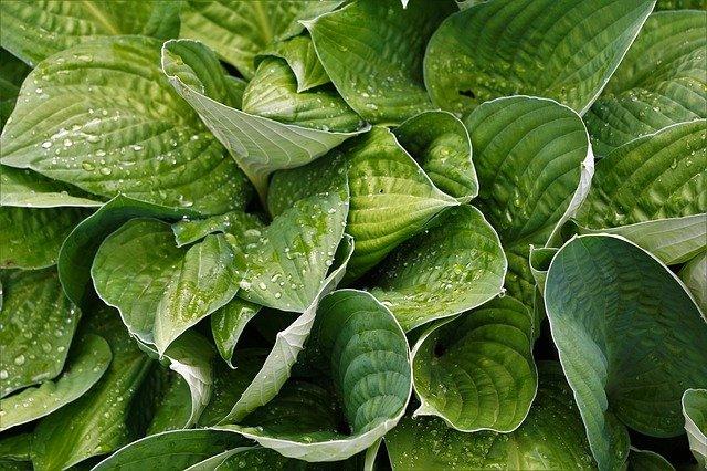 Natureza em detalhes