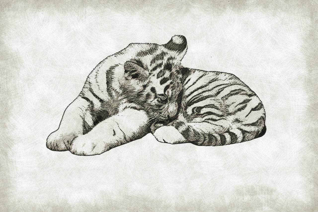 Maneiras simples de desenhar um gato