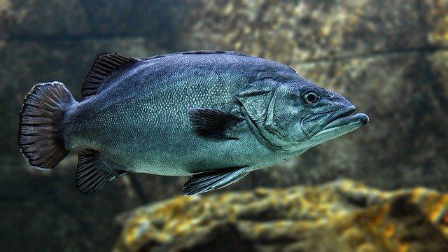Peixe em seu habitat