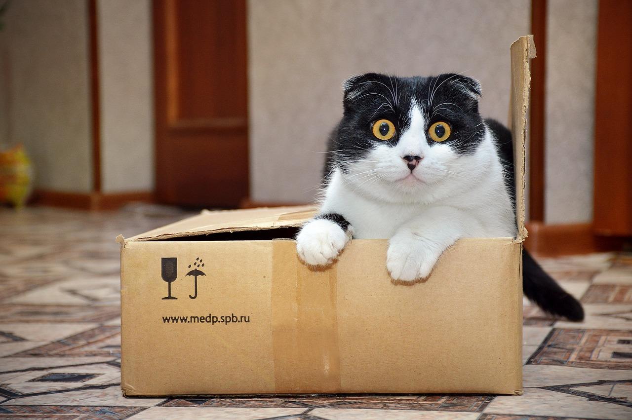 um gato dentro de uma caixa