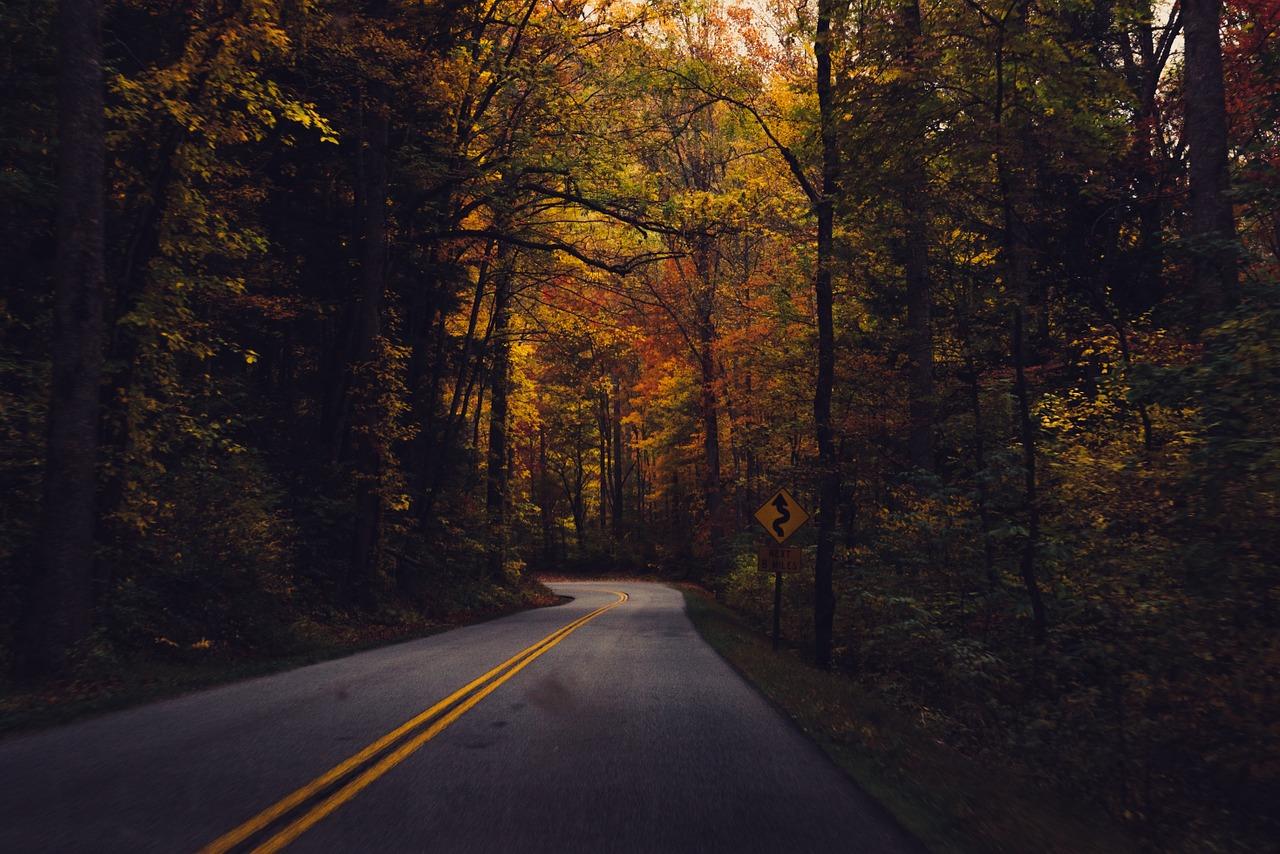 Uma estrada que corta uma floresta