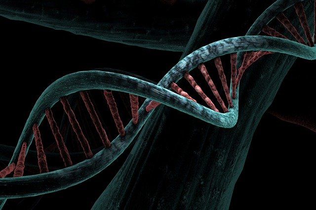 Modelo de DNA