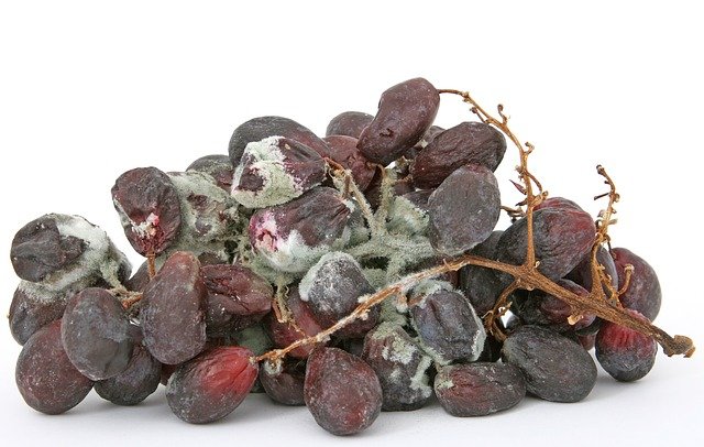 Uvas com mofo