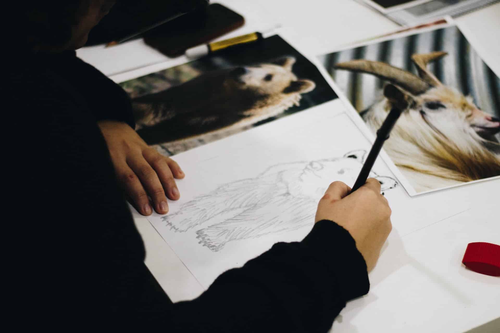 Mãos reproduzindo em desenho uma foto de um urso.
