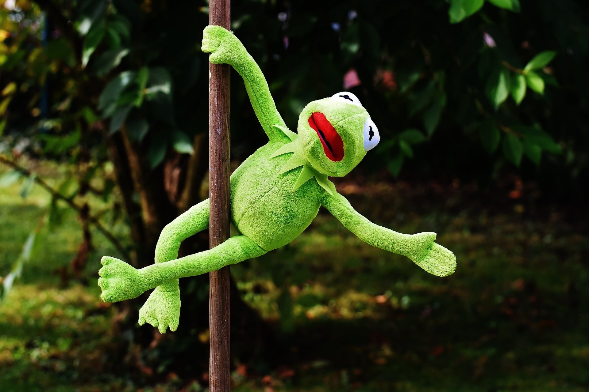 Sapo no pole dance