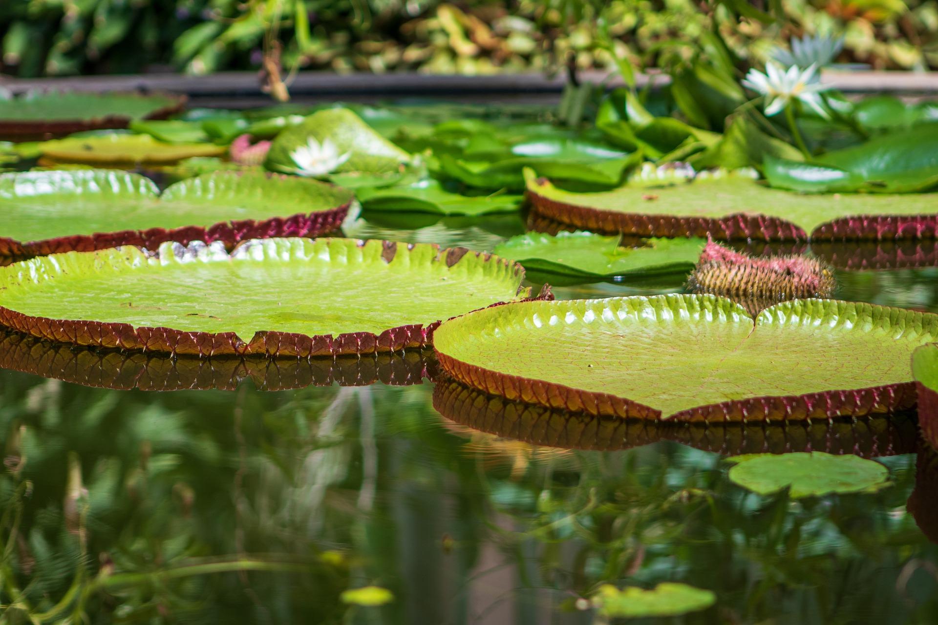 Planta vitória-régia na floresta. Crédito: Freepik.