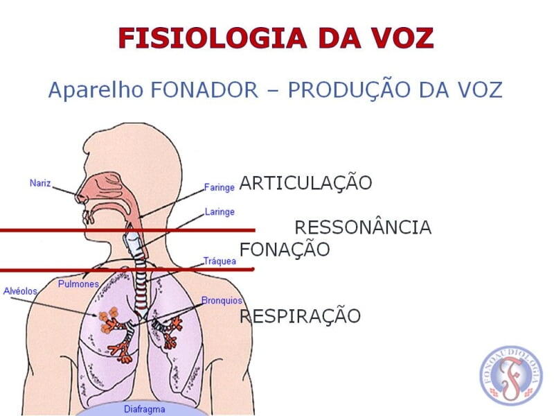 Explicação da fisiologia da voz. 