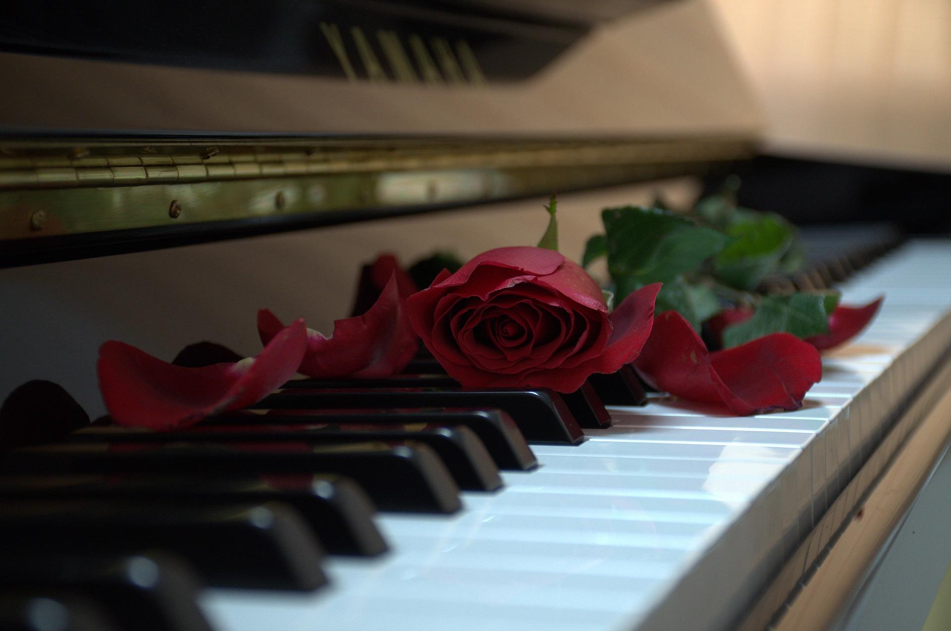 Imagem de um piano com uma rosa sobre o teclado.