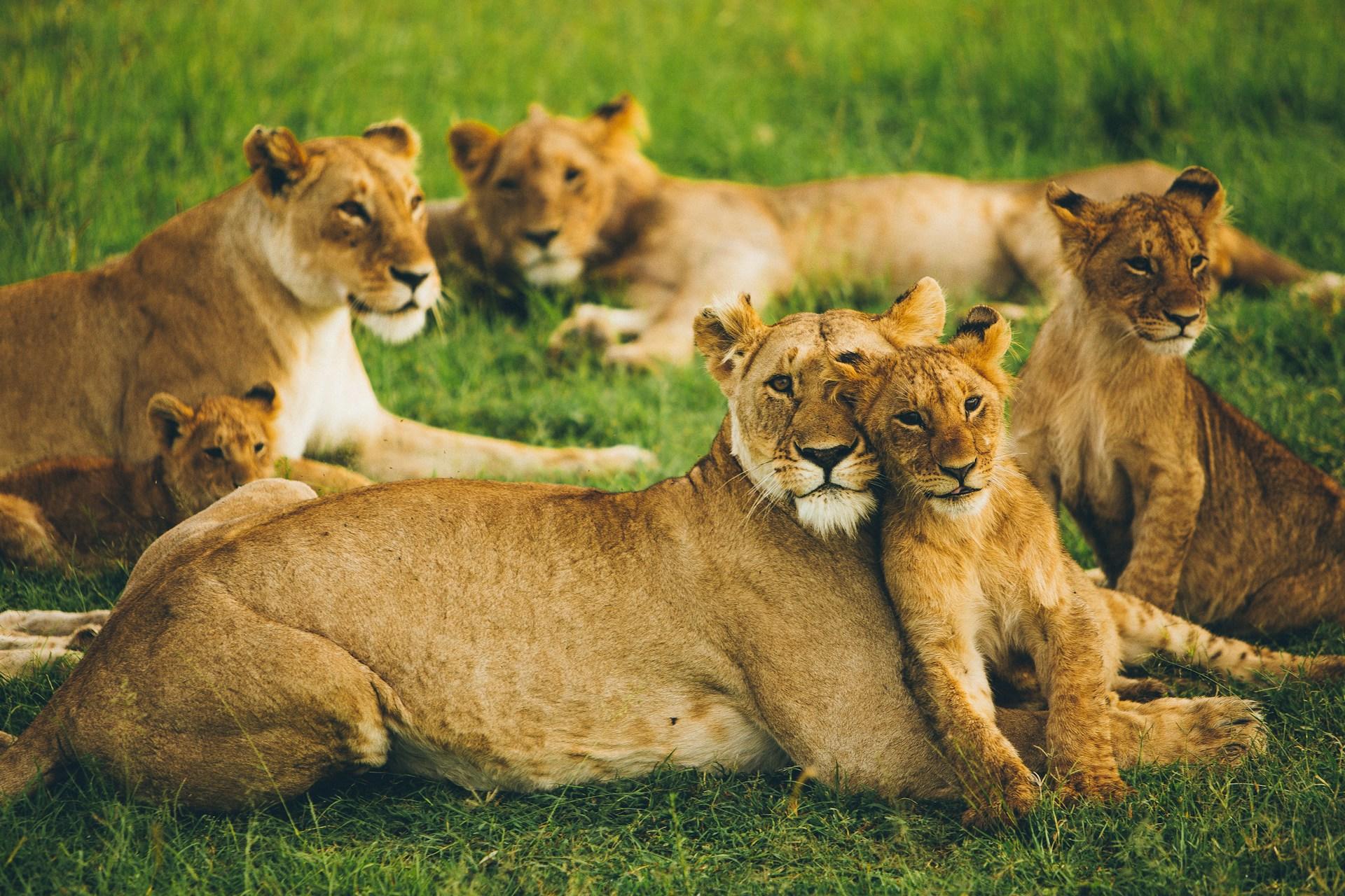 Leões na savana africana