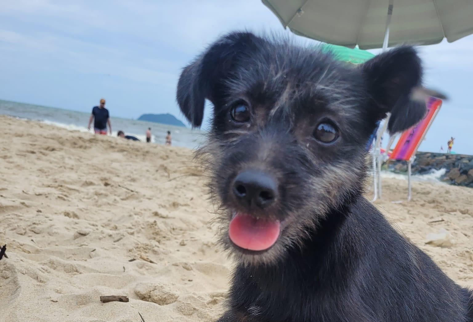 Fotografia de cachorro sorrindo em frente à praia
