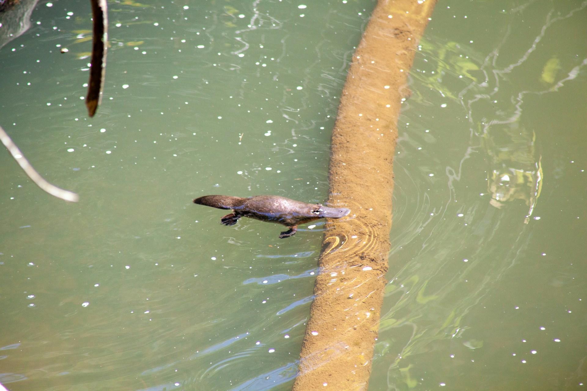 Fotografia de ornitorrinco nadando em lago