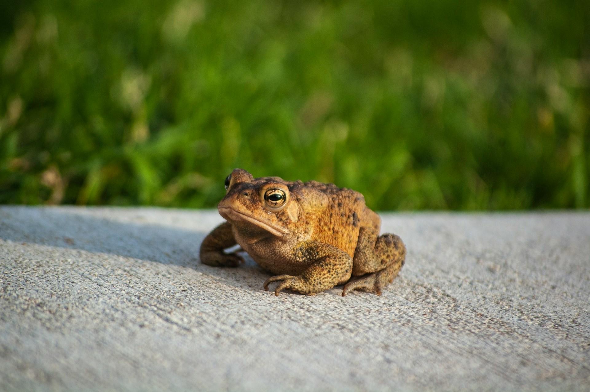 Fotografia de sapo pegando sol