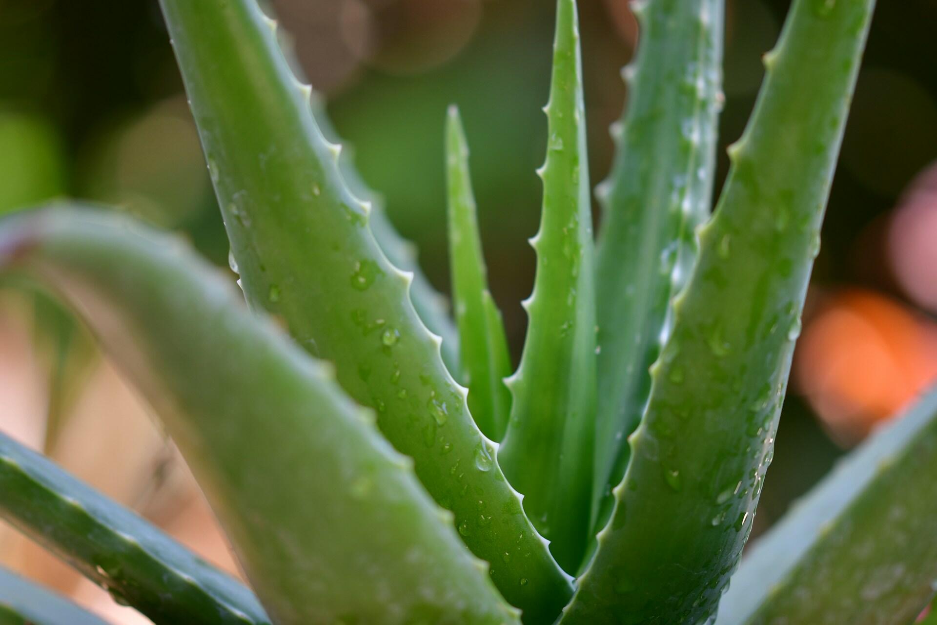 Imagem de uma aloe vera ou babosa.