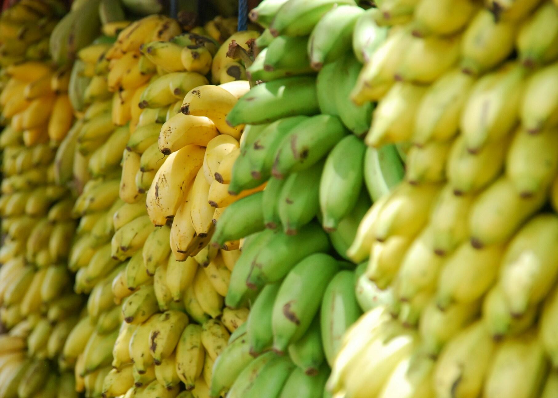 A banana é uma ótima fonte de vitaminas e nutrientes