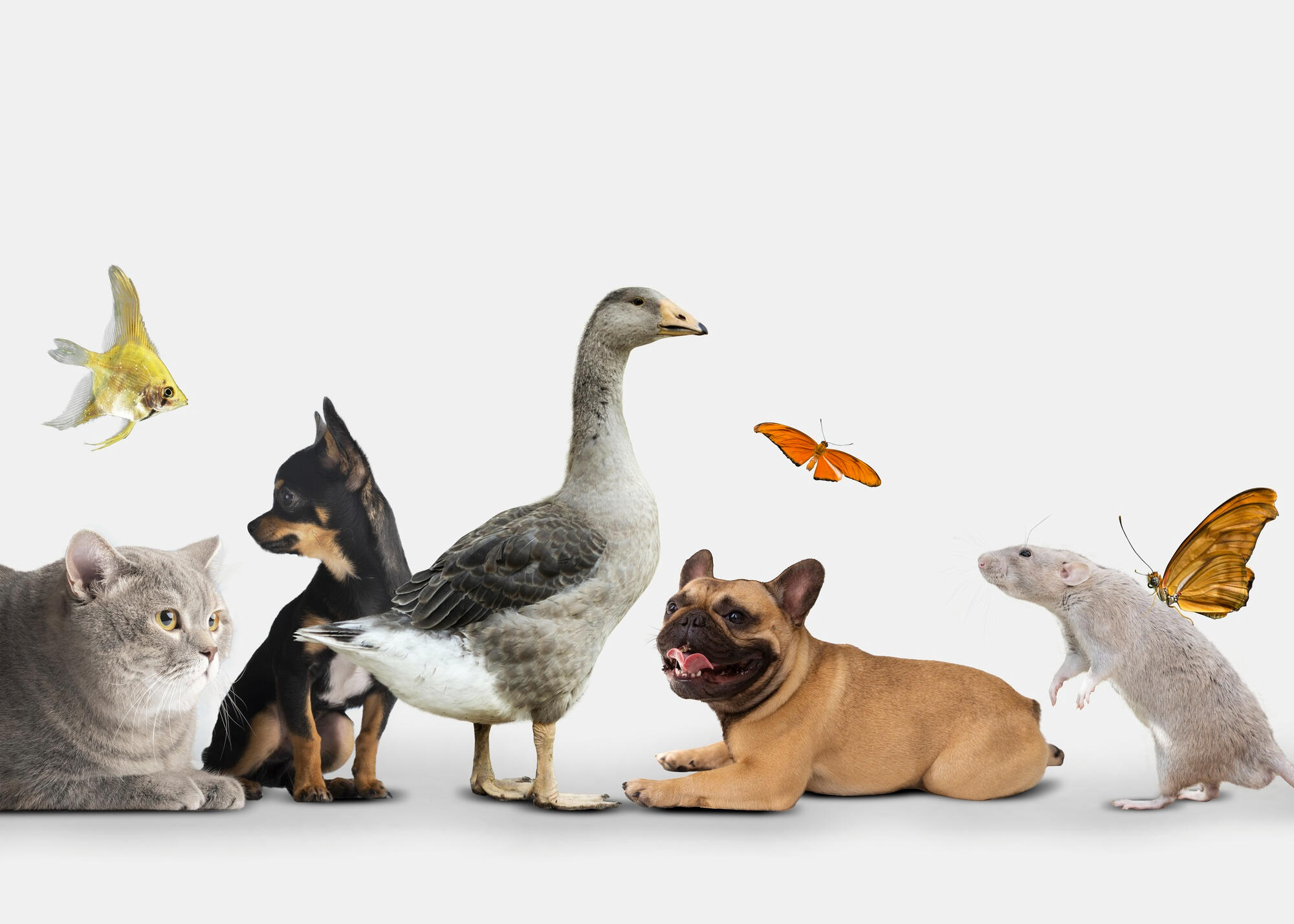 Pato, cachorro, borboleta, peixe, gato e rato.