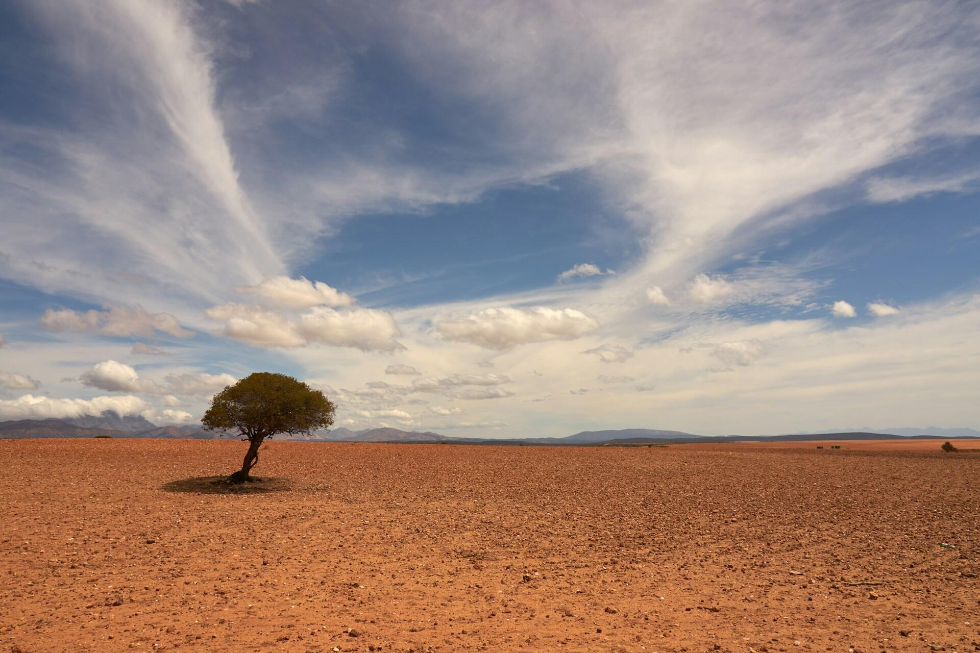 Imagem de um solo seco com apenas uma árvore.