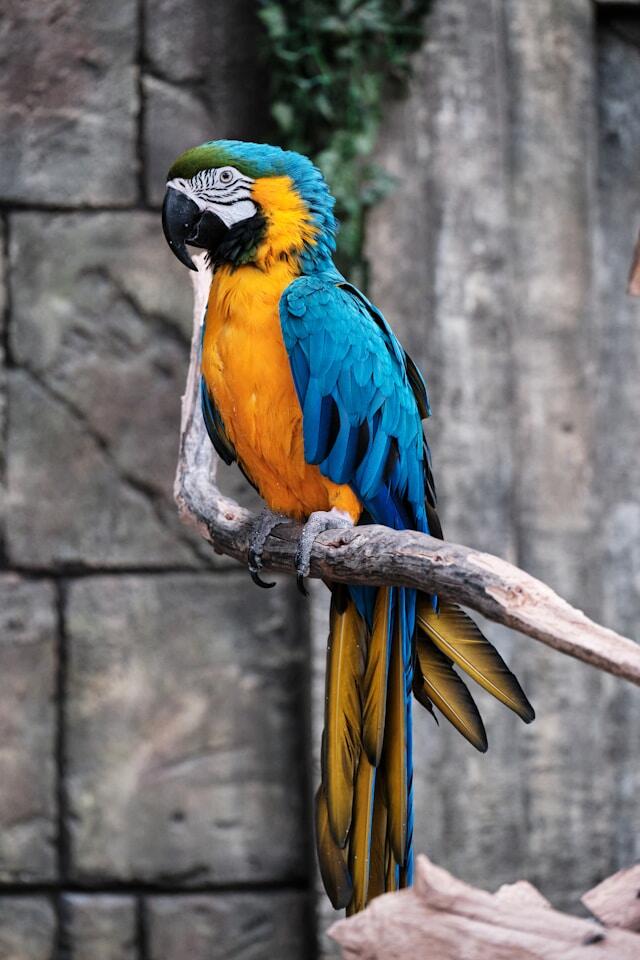 Arara é um dos animais que só tem no Brasil