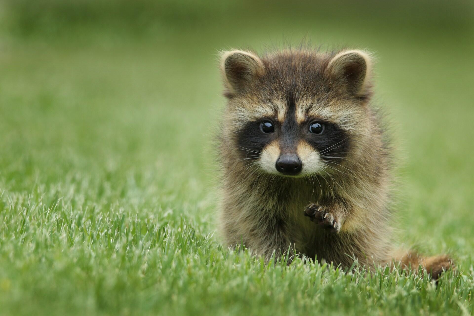 O guaxinim é um mamífero facilmente reconhecido pela pelagem acinzentada e pela faixa escura ao redor dos olhos, semelhante a uma máscara. É um animal inteligente, curioso e de hábitos principalmente noturnos. Possui alimentação onívora e grande capacidade de adaptação, podendo viver em florestas, áreas rurais e ambientes urbanos.