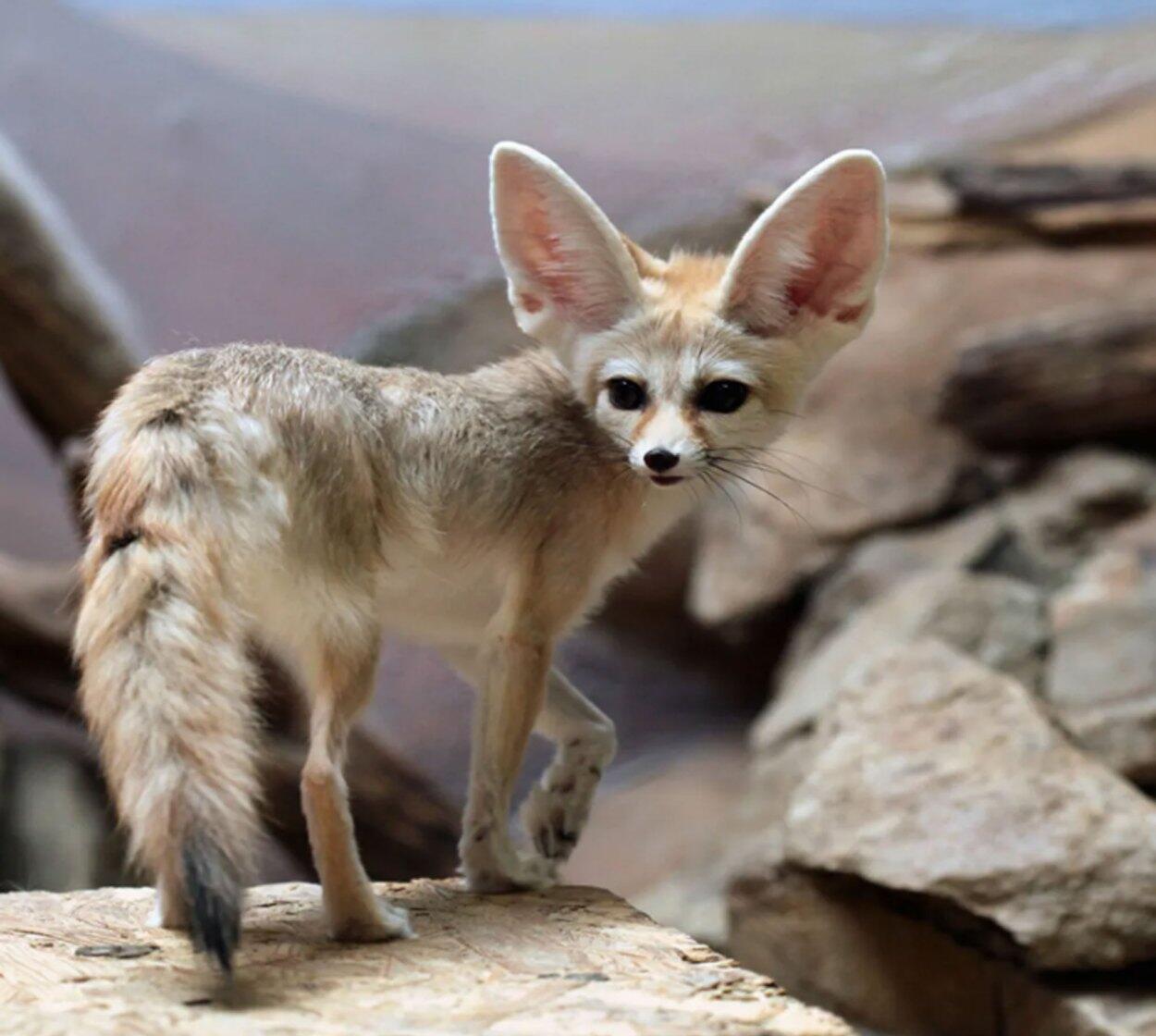 Fotografia de raposa do deserto