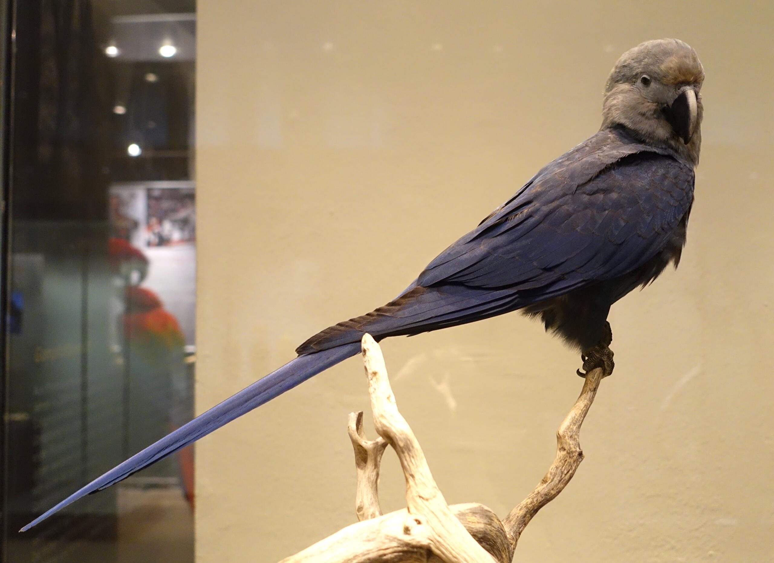 A ararinha-azul (Cyanopsitta spixii) é uma ave brasileira conhecida pela plumagem azul e por sua extrema raridade. Nativa da Caatinga, chegou a ser considerada extinta na natureza. Atualmente, programas de conservação e reintrodução buscam recuperar suas populações e garantir sua sobrevivência.