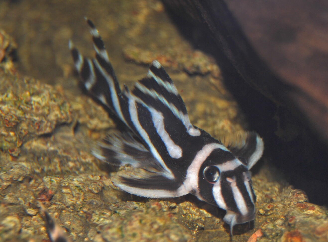 Imagem de Cascudo-zebra