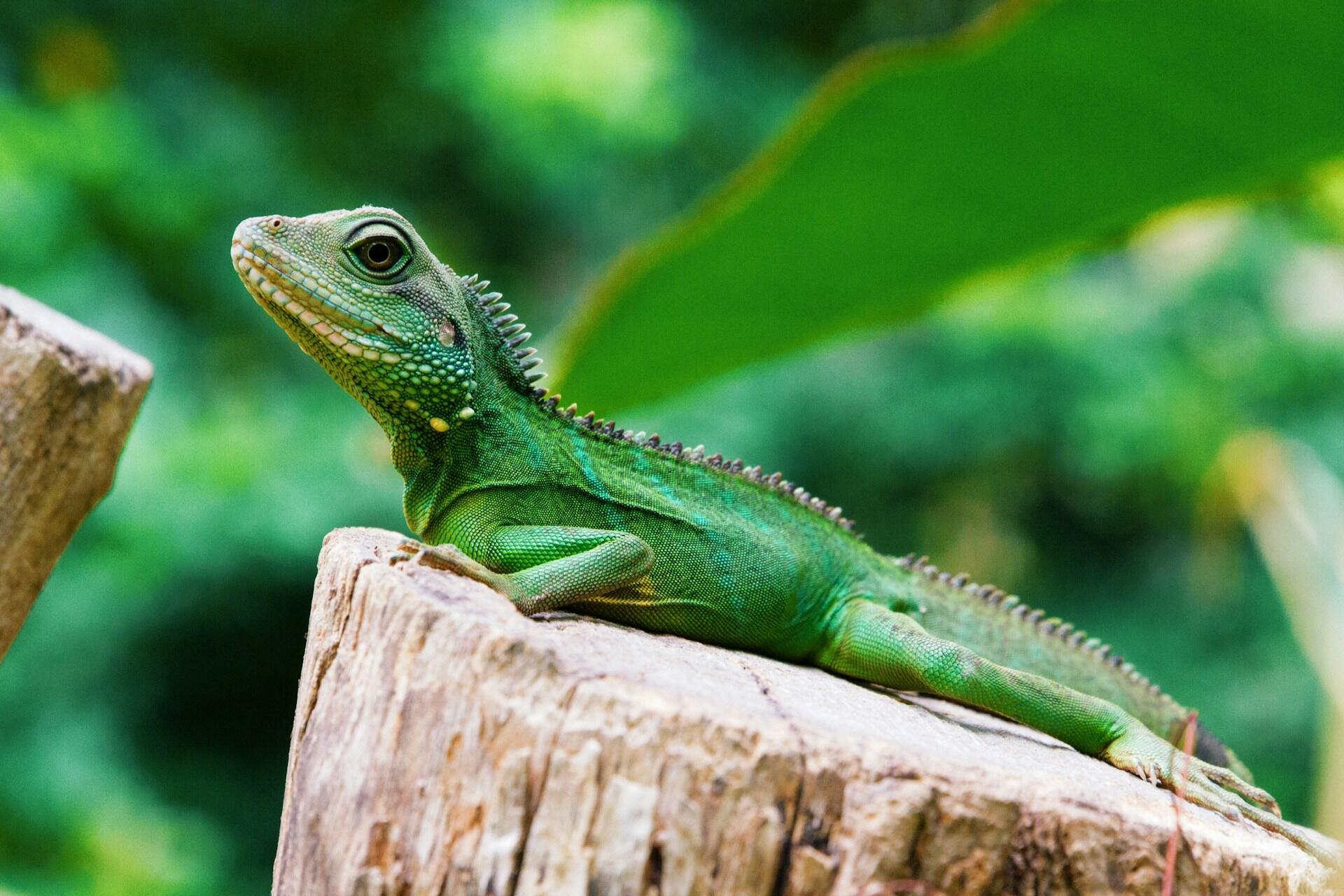 Fotografia de camaleão representando a fauna brasileira