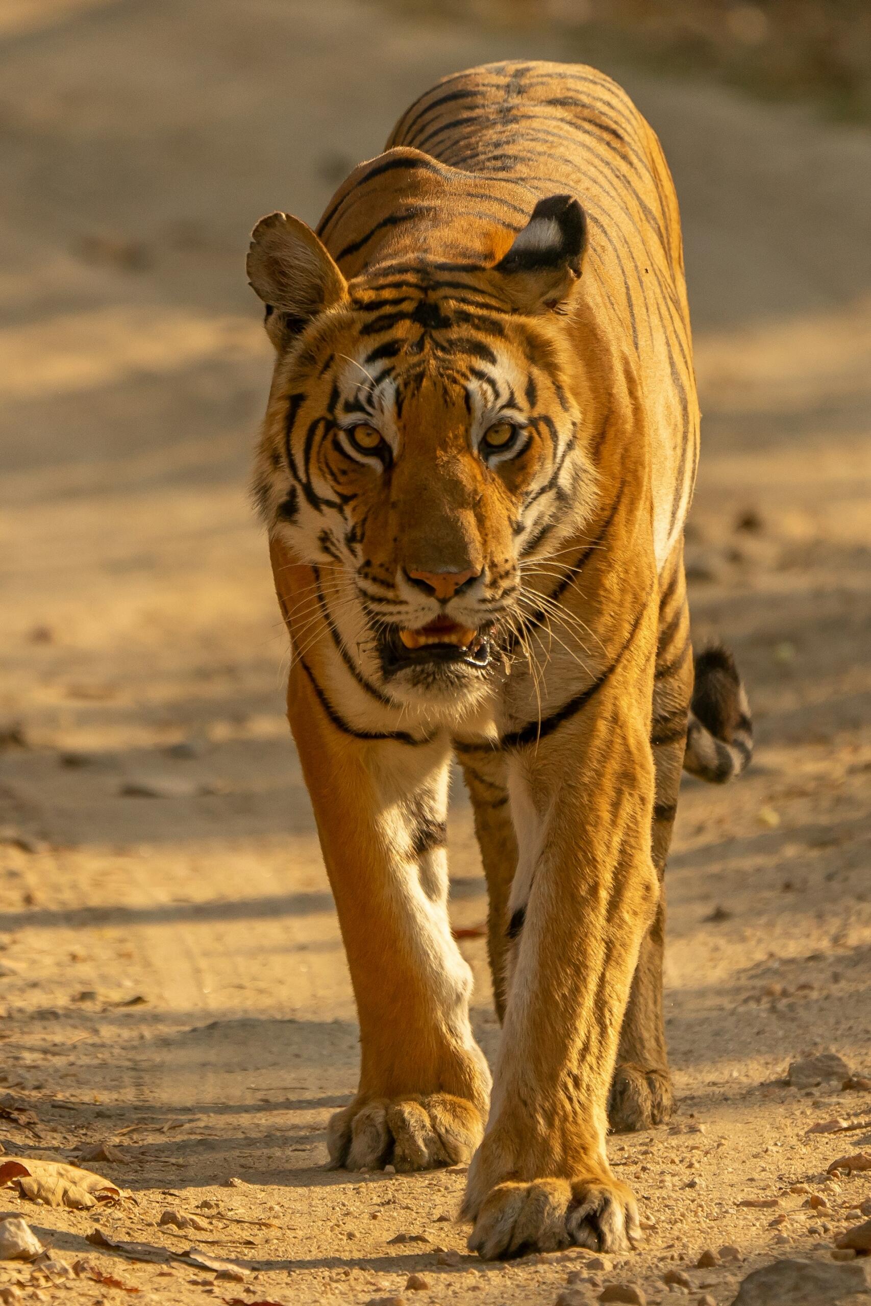 Onça é um animal presente no Brasil