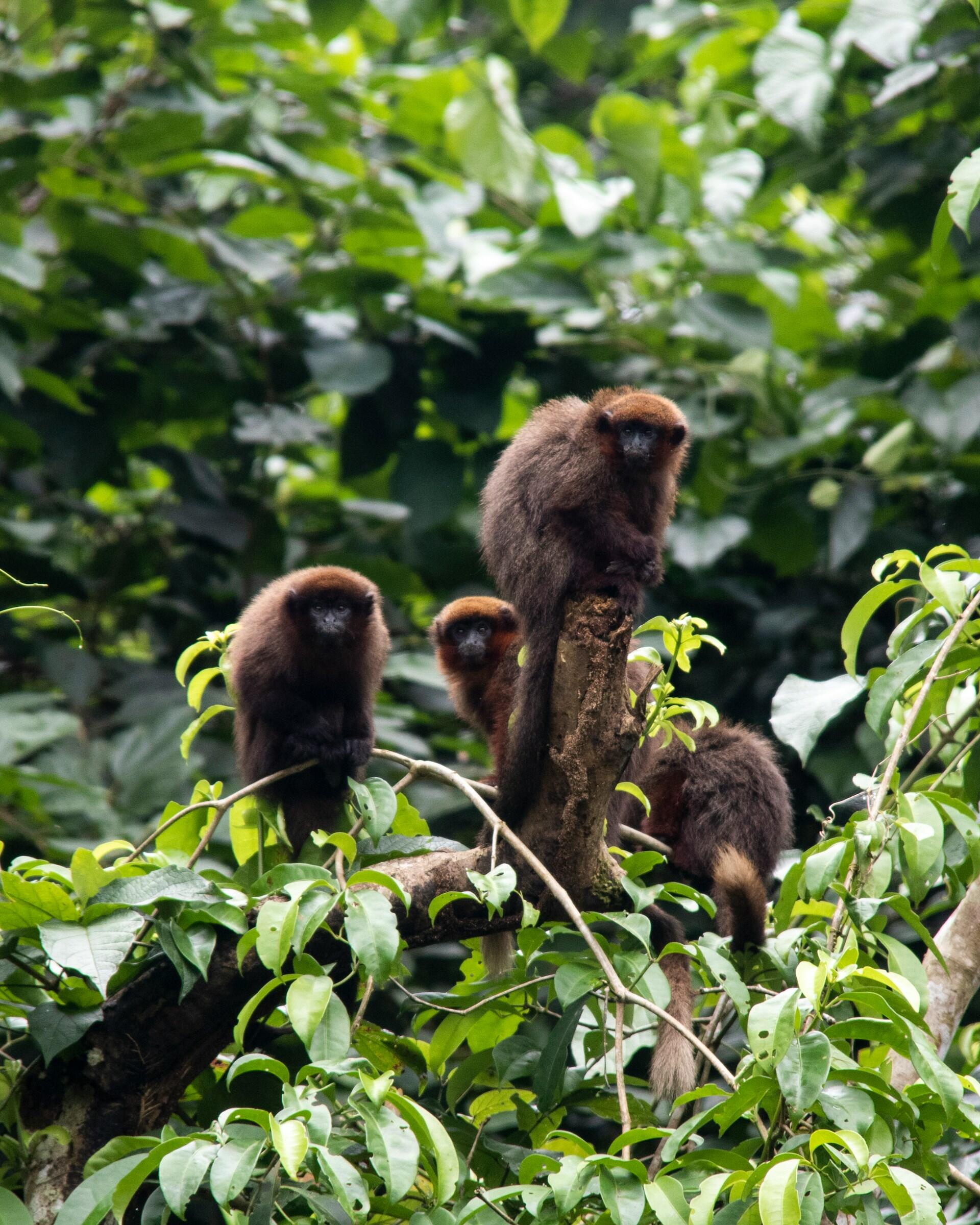 Grupo de macacos na flores amazônica