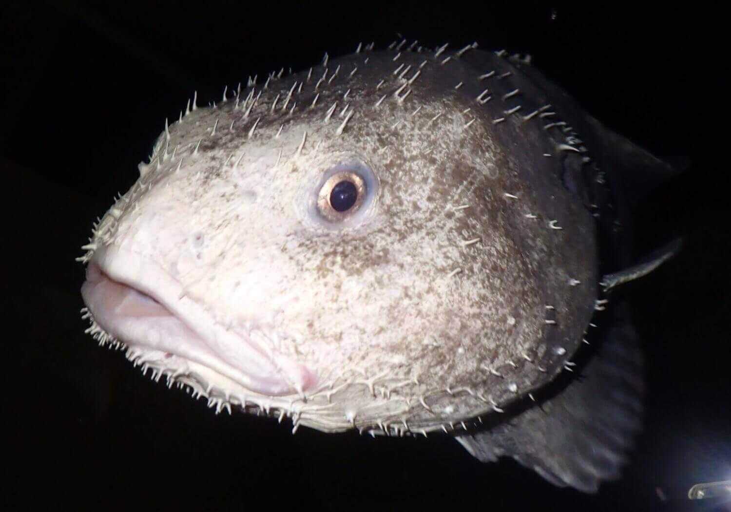 Fotografia de Peixe-bolha um dos mais estranhos do mundo