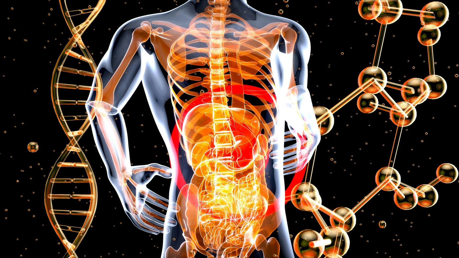Imagem de um corpo humano visto por dentro