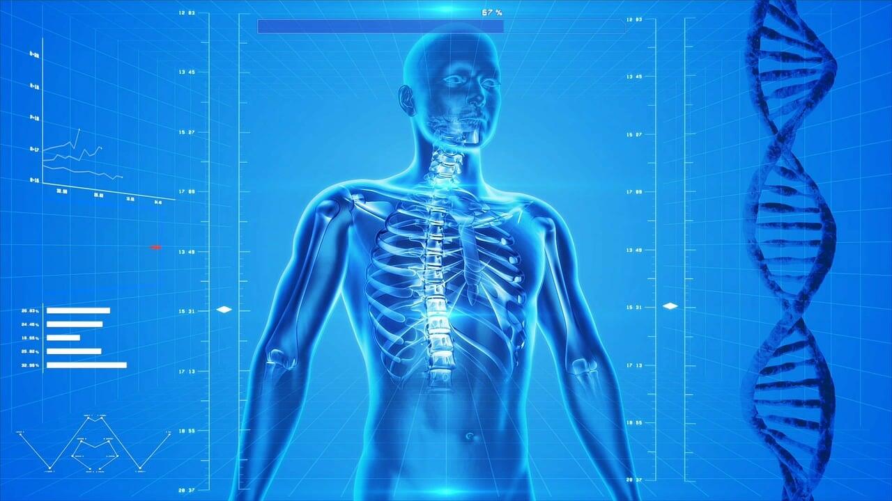 Imagem de um corpo humano visto por dentro.