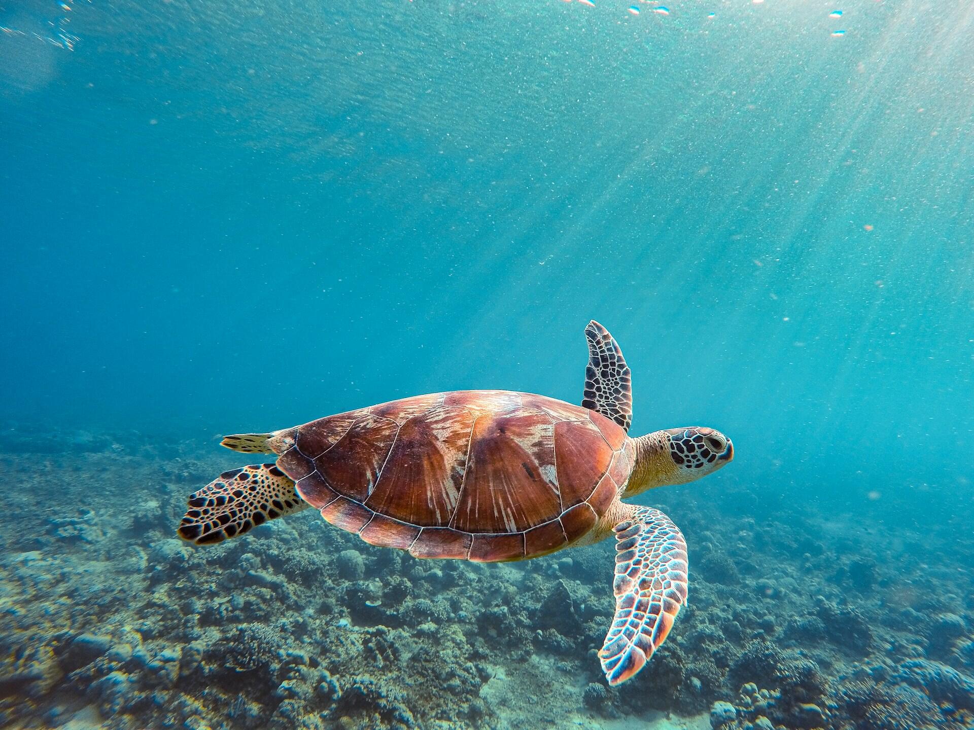 Nos ambientes de água doce também existem diversos quelônios, popularmente chamados de tartarugas, cágados ou tracajás. Entre os exemplos estão o tracajá, tartaruga-da-amazônia, cágado-de-barbicha e cágado-de-Hoge. Muitas dessas espécies enfrentam ameaças relacionadas à perda de habitat, poluição, pesca acidental, caça e coleta de ovos, o que torna sua conservação especialmente importante.
