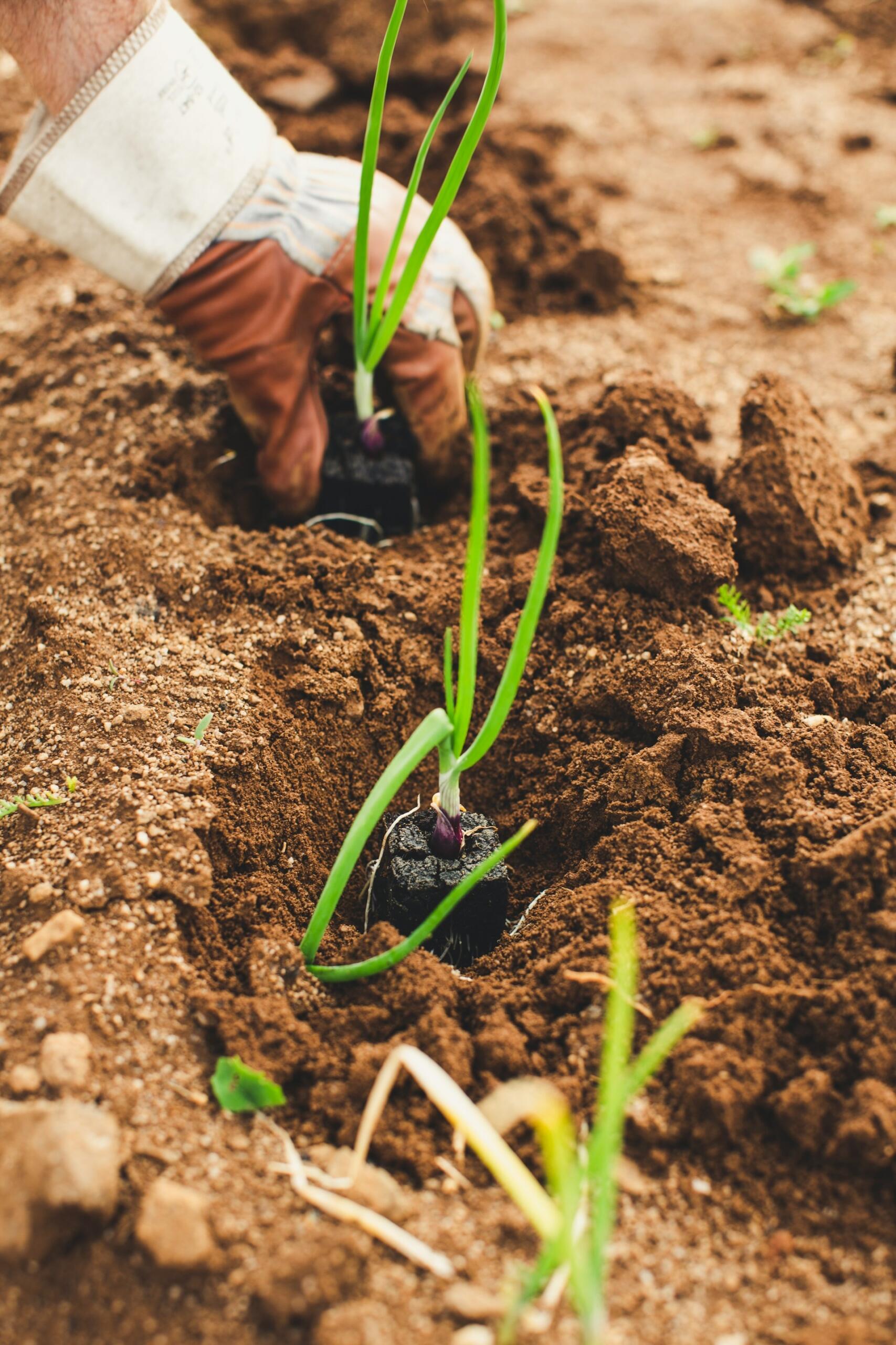 O que é e como funciona agricultura permanente