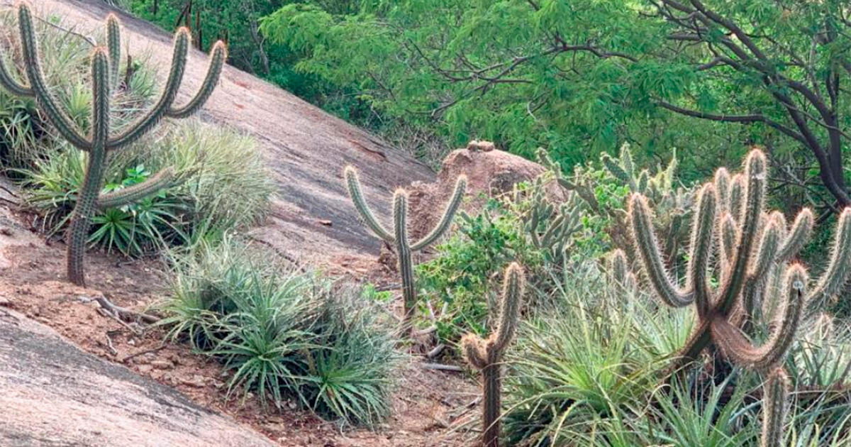 Bioma brasileiro da caatinga.