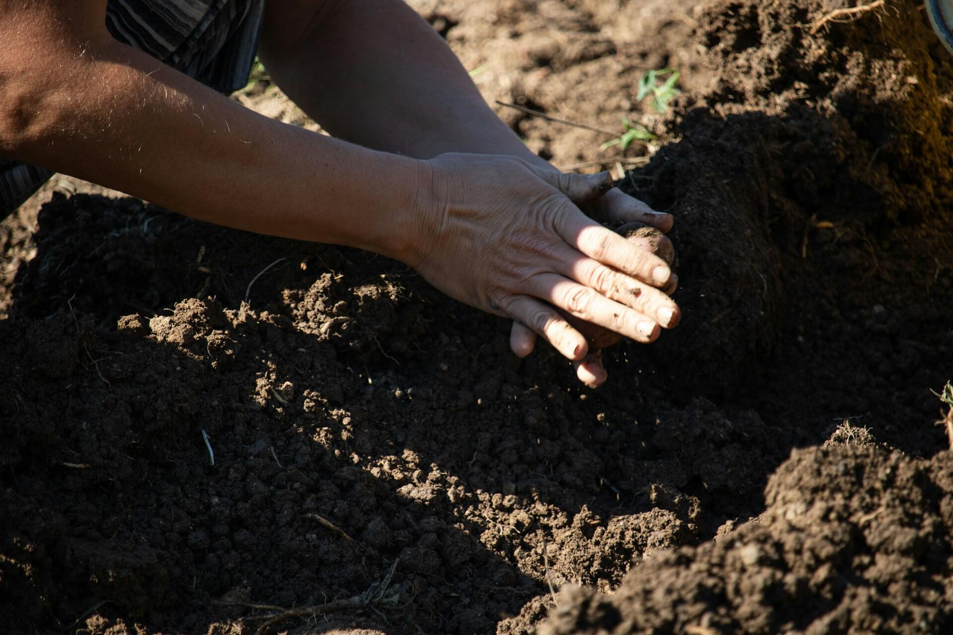 Pessoa com as mãos na terra enquanto planta uma árvore