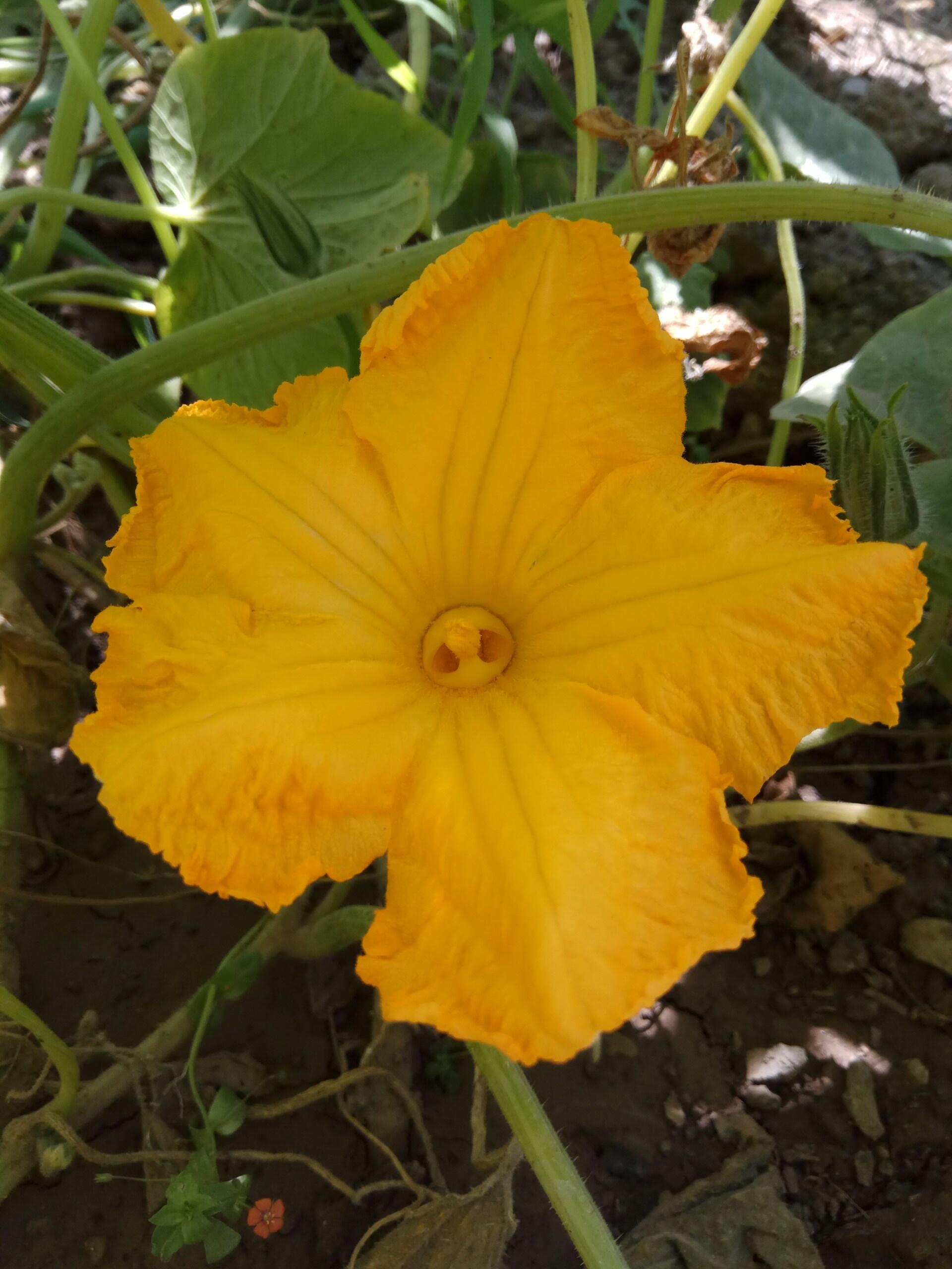 Flor de abóbora é uma planta comestível