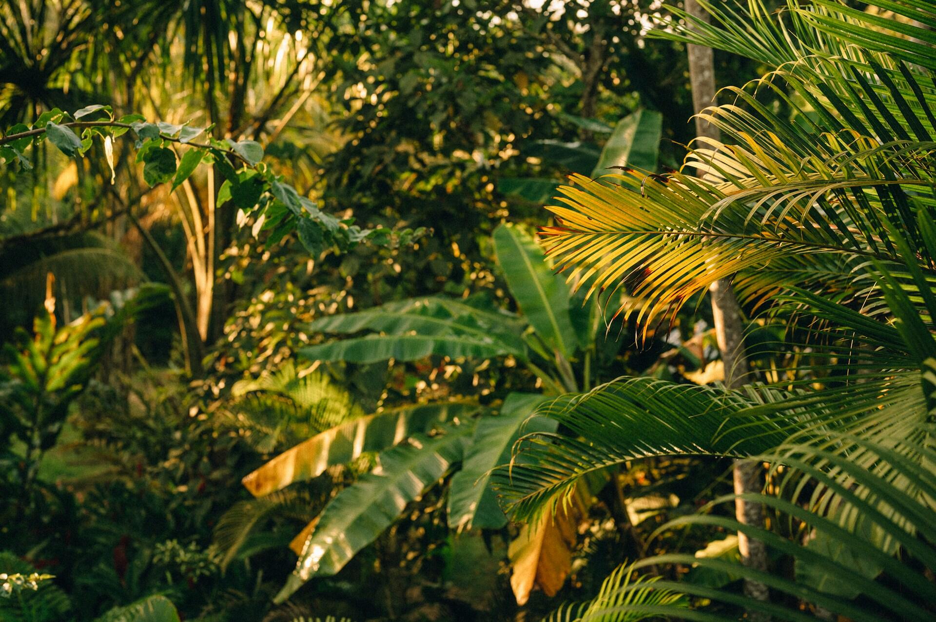 Folhas verdes com luz do sol brilhante
