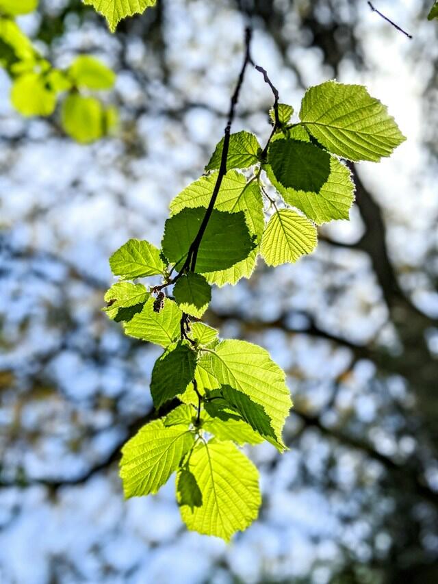 Folha verde no céu azul