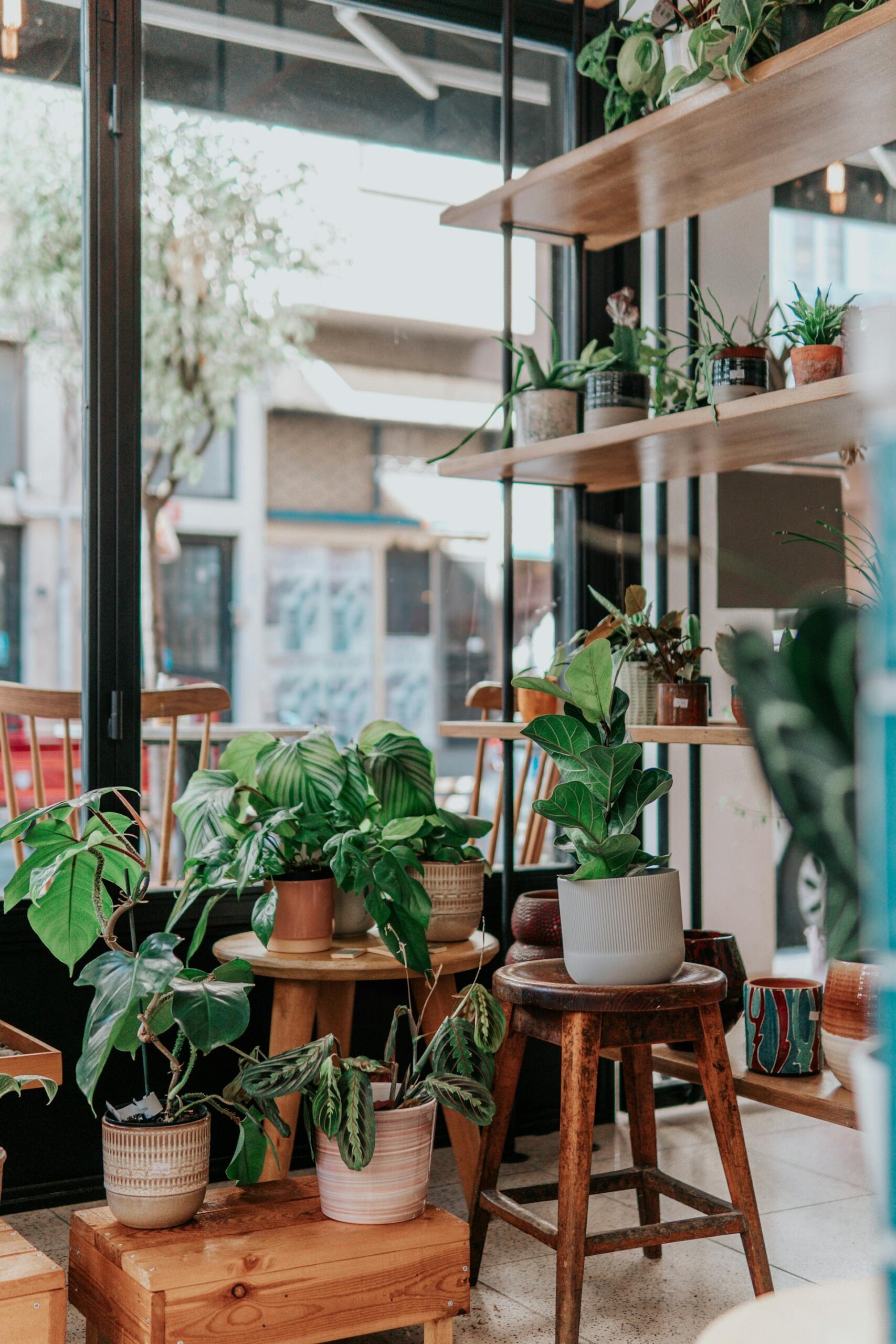Imagem de café com várias plantas realizando fotossintese