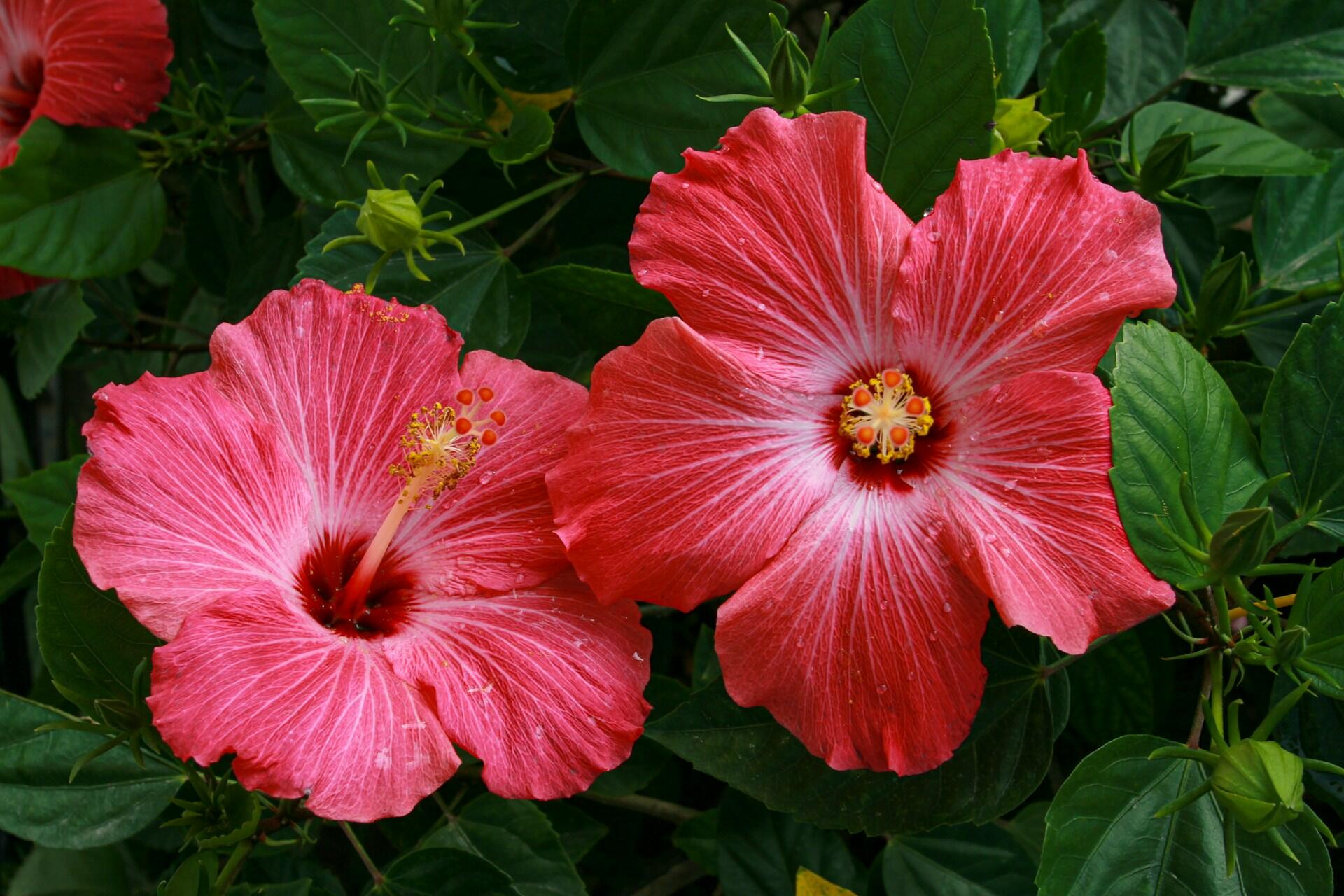 Hibisco é uma planta comestível muito usada no brasil