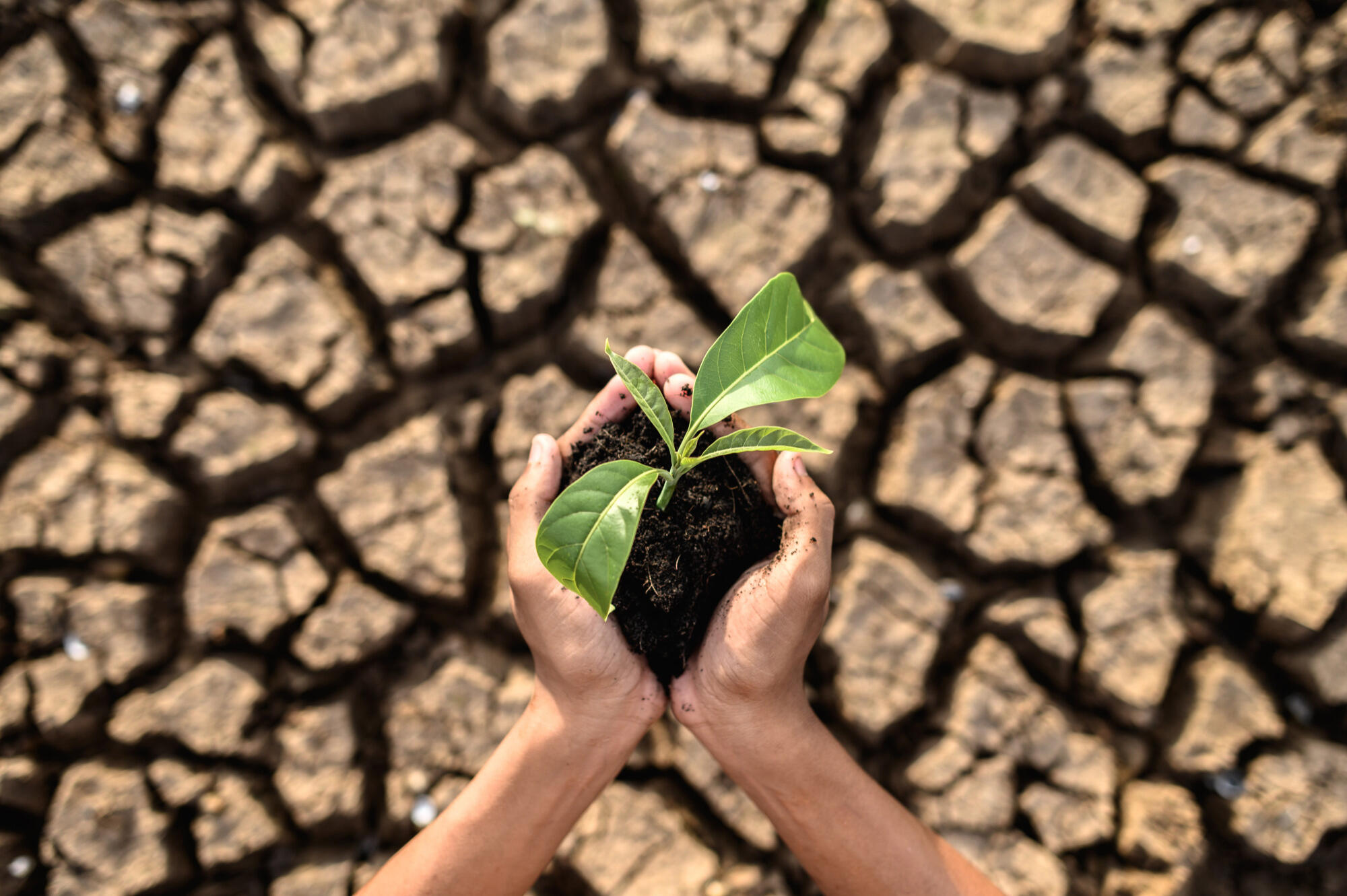 Mão segurando muda de planta com solo rachado atrás.