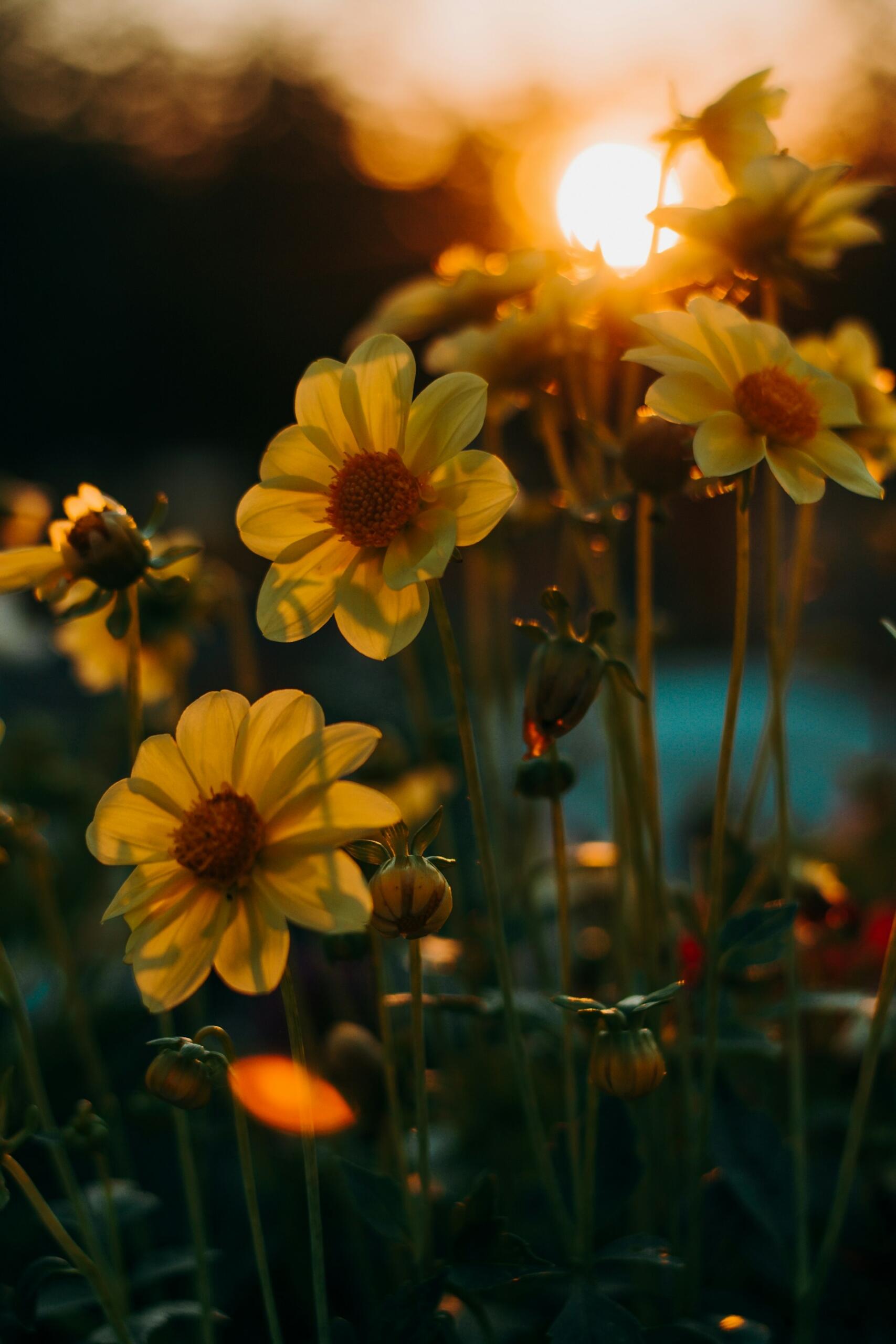 Imagem de flores no campo enquanto pegam sol botânica