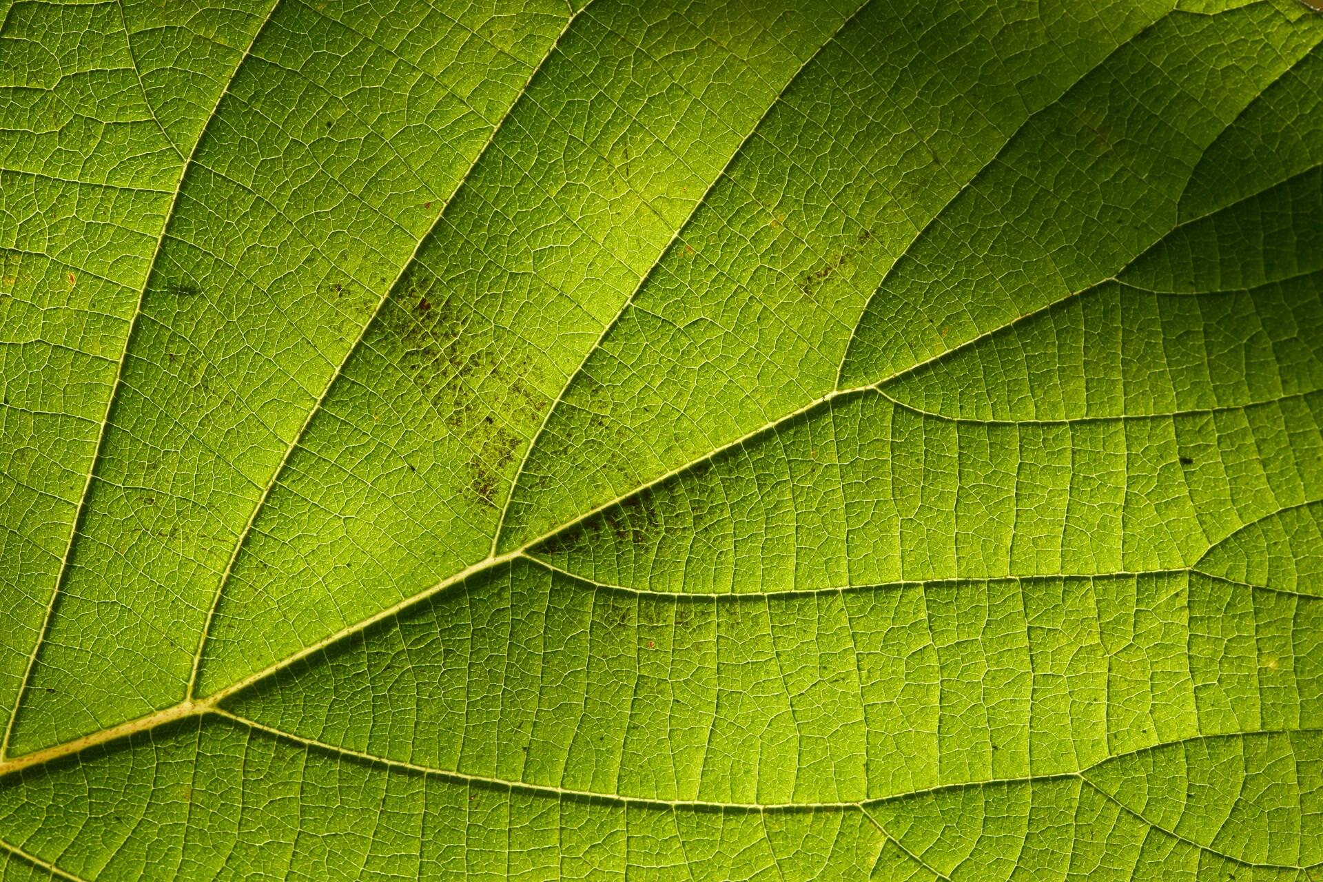 Folha vende de planta O que é fotossíntese