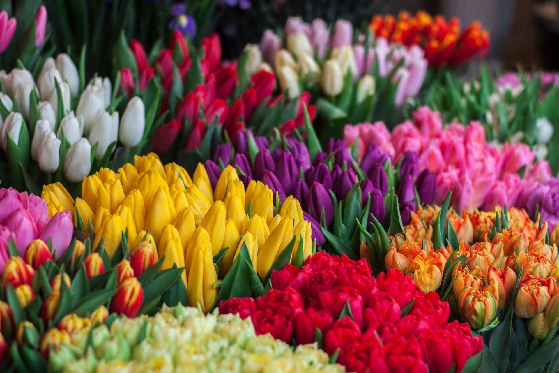 Tupilas de várias cores agrupadas