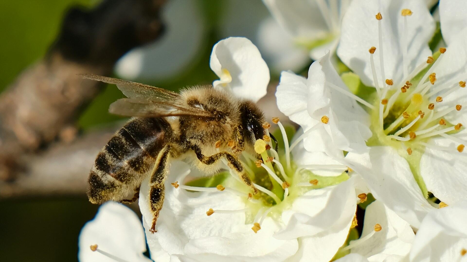 Abelha pousada em flores brancas cheirosas