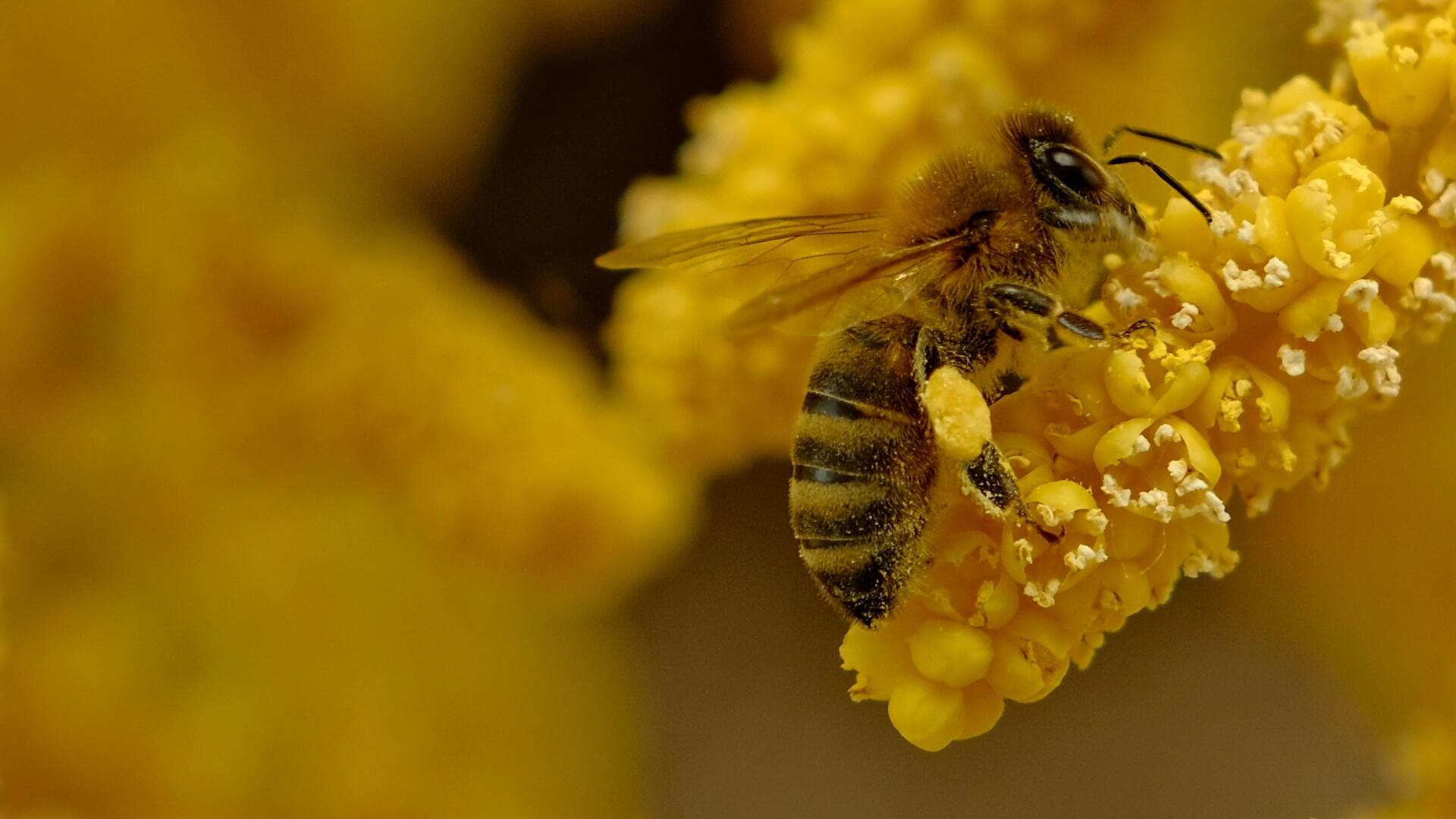 Planta amarela polinização e polinizadores