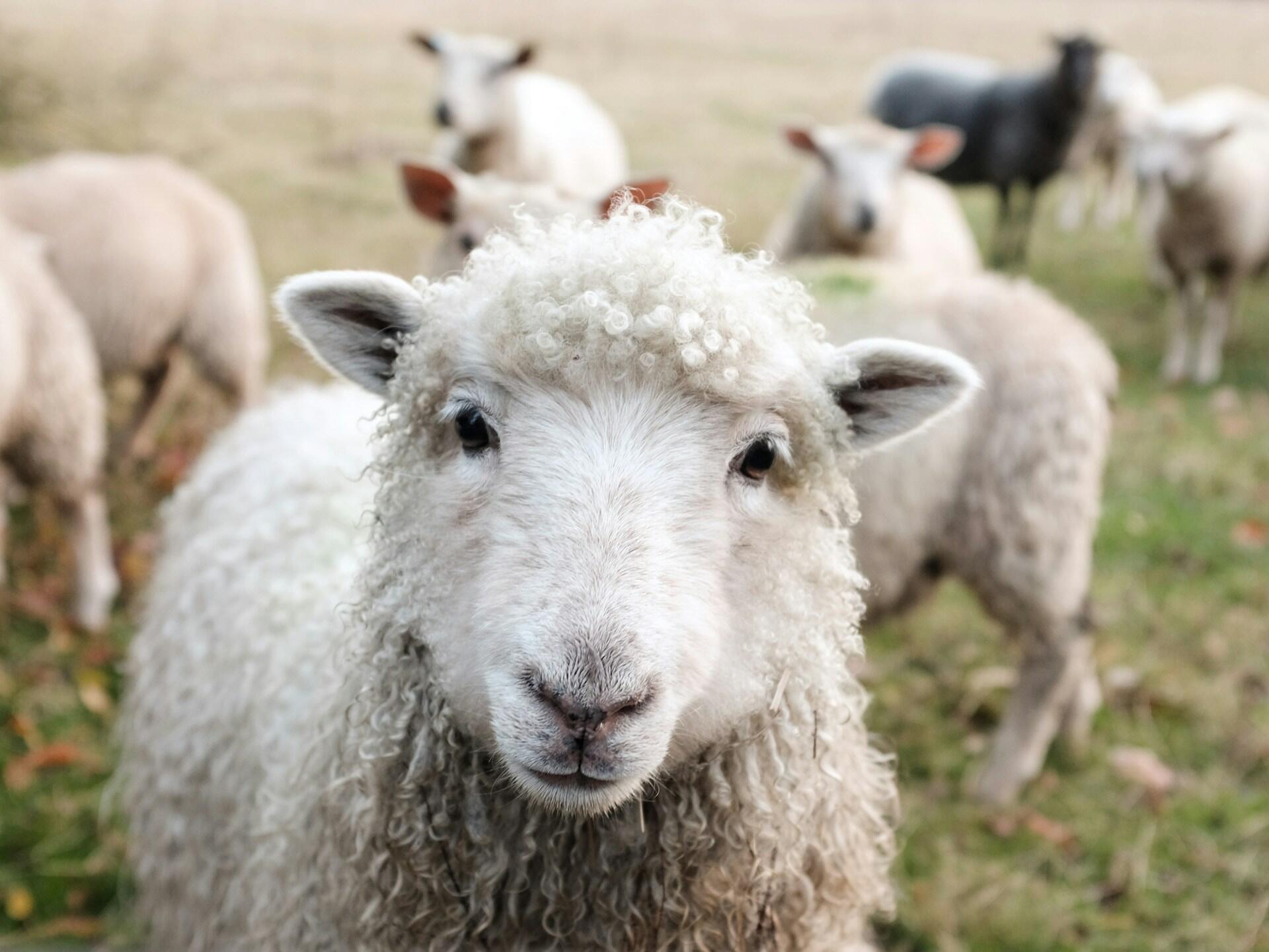 Imagem de cabras de pasto.